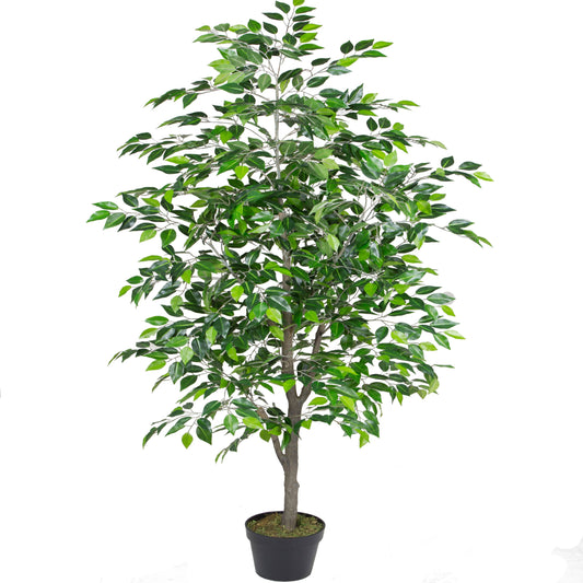 Mini Ficus Tree