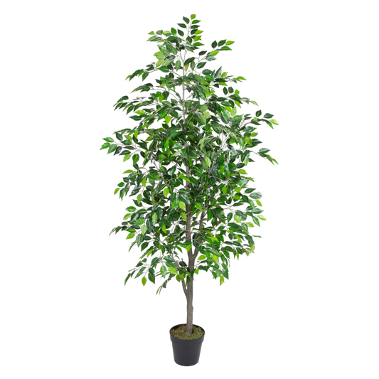 PTT109 Mini Ficus Tree 6' PK 1