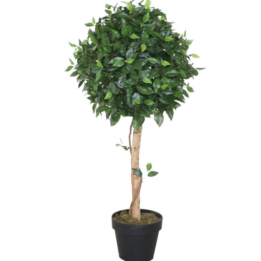Ficust Topiary/Wood Trunk