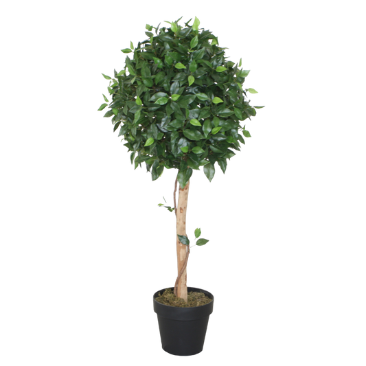 PTT111 Ficus Topiary/Wood Trunk 3.5' PK 1