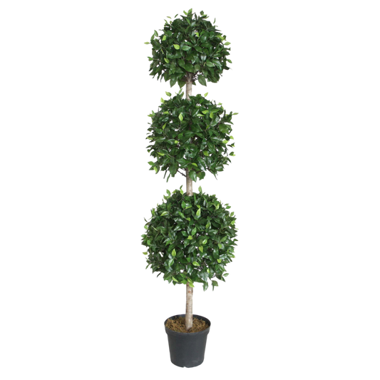 PTT112 Ficus Triple Topiary w/Wood Trunk 6' PK 1