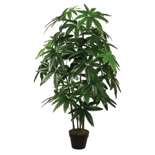 PTT114 Dizygotheca 4.5' PK 1