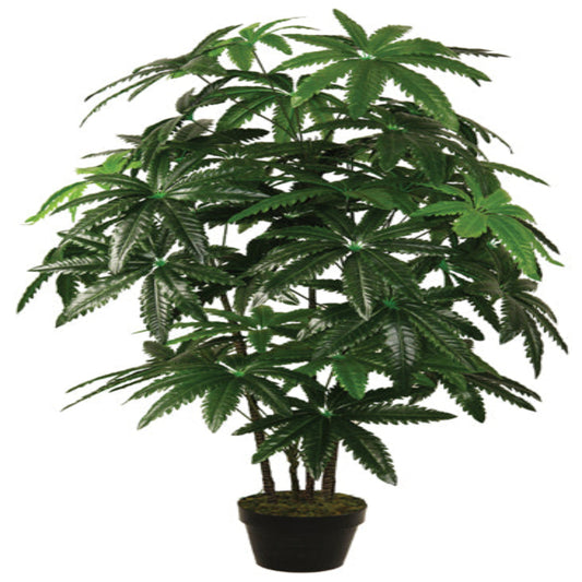 Dizygotheca