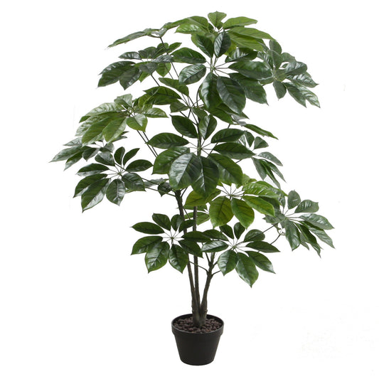 Scheffera