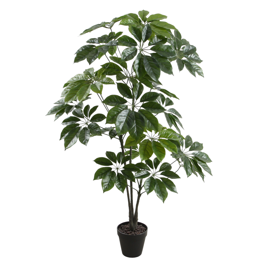 PTT115 Scheffera 4' PK 1