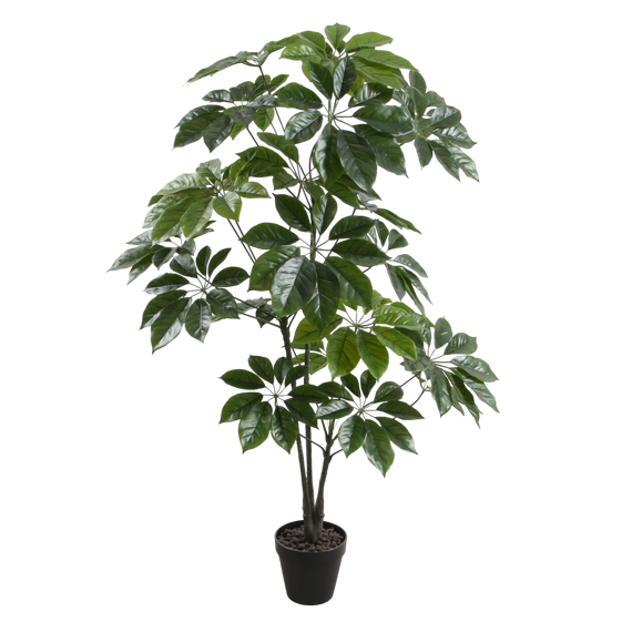 PTT115 Scheffera 4' PK 1