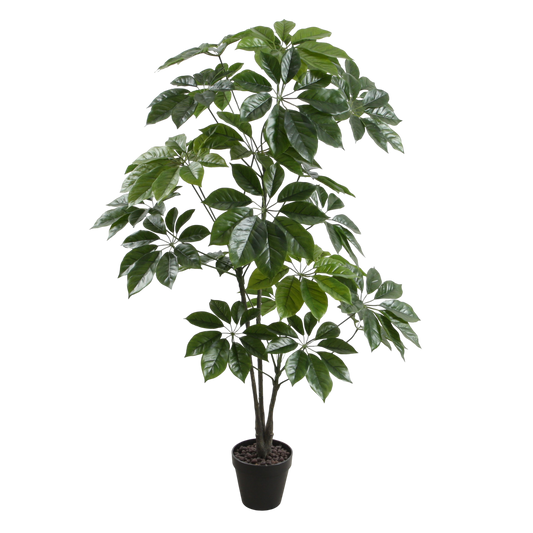 PTT115 Scheffera 4' PK 1