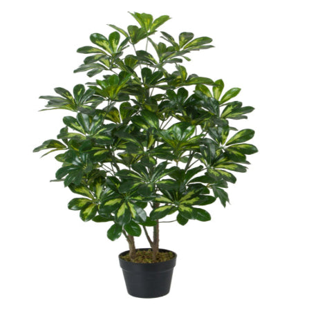 Variegated Scheffera