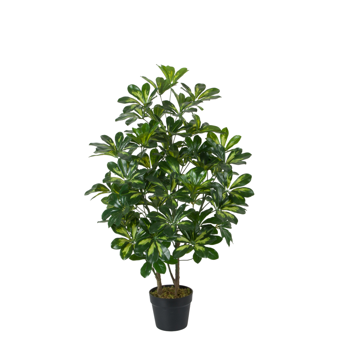PTT116 Variegated Scheffera 3'H PK 1