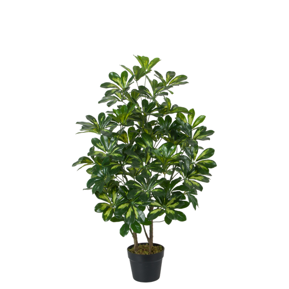 PTT116 Variegated Scheffera 3'H PK 1