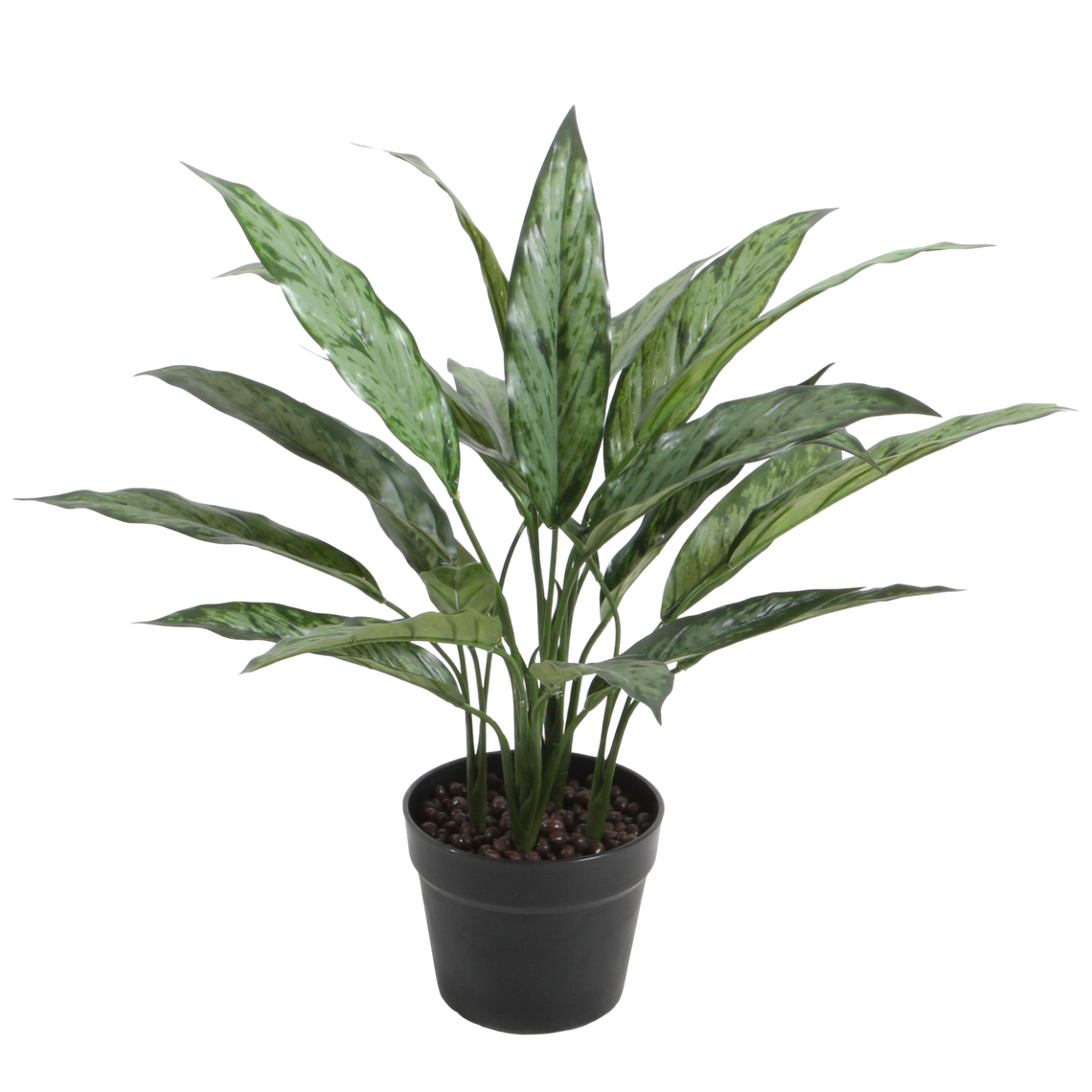 PTG116 Potted Aglaonema Variegated 20"H PK 2