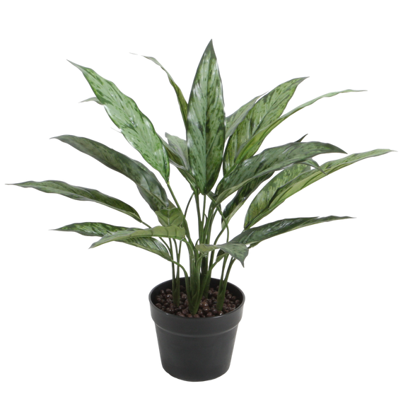 PTG116 Potted Aglaonema Variegated 20"H PK 2