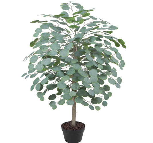 Eucalyptus