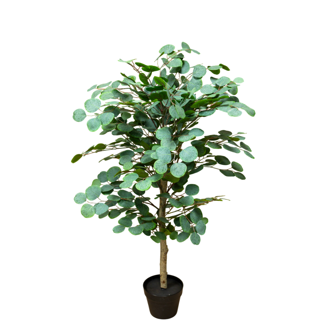 PTT117 Eucalyptus 4'H PK 1