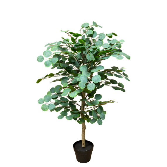 PTT117 Eucalyptus 4'H PK 1