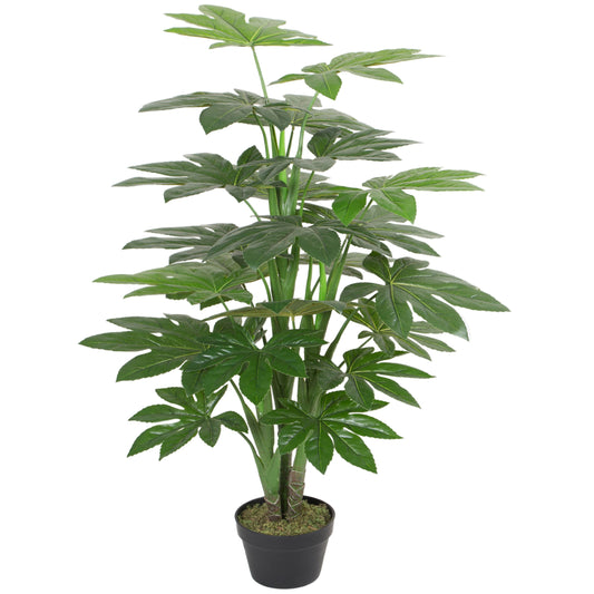 Fatsia Japonica