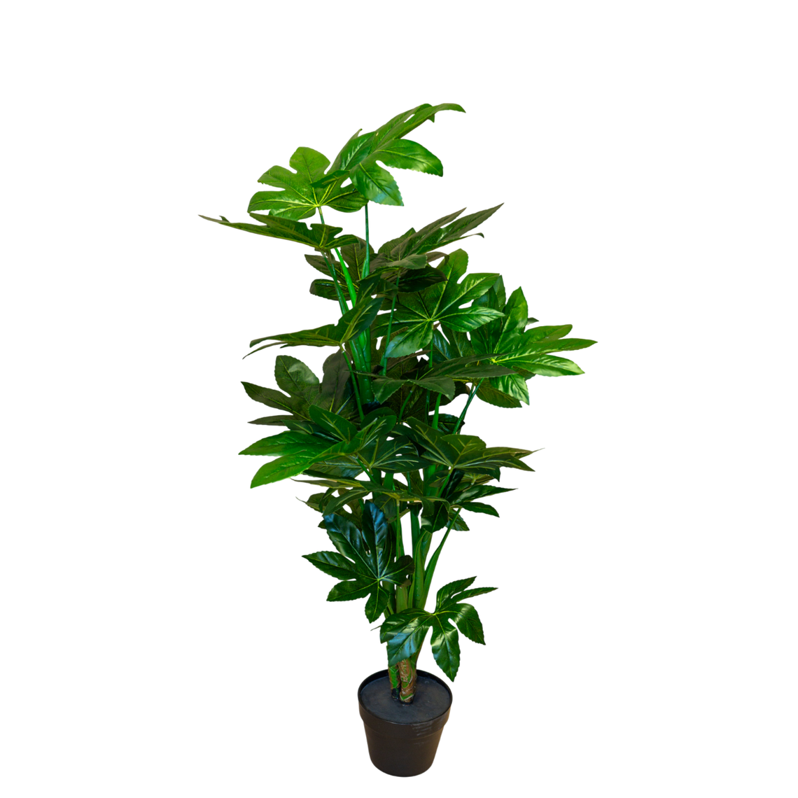 PTT118 Fatsia Japonica 4' PK 1