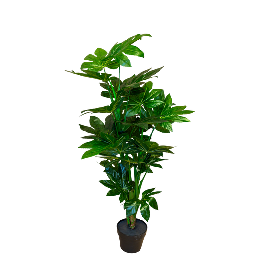 PTT118 Fatsia Japonica 4' PK 1