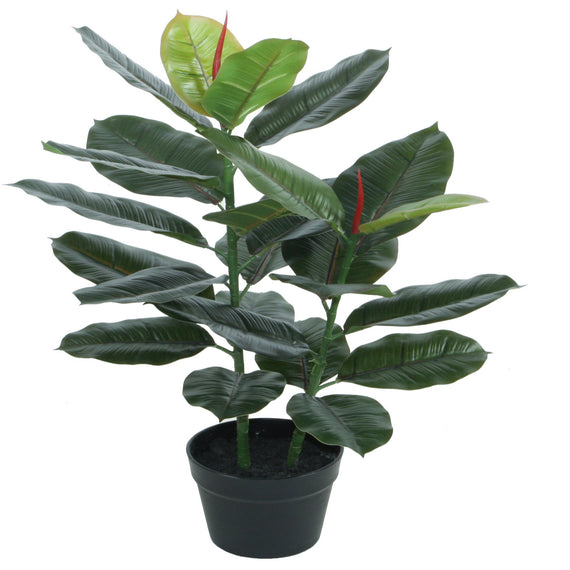 Ficus Elastica -  Variegated