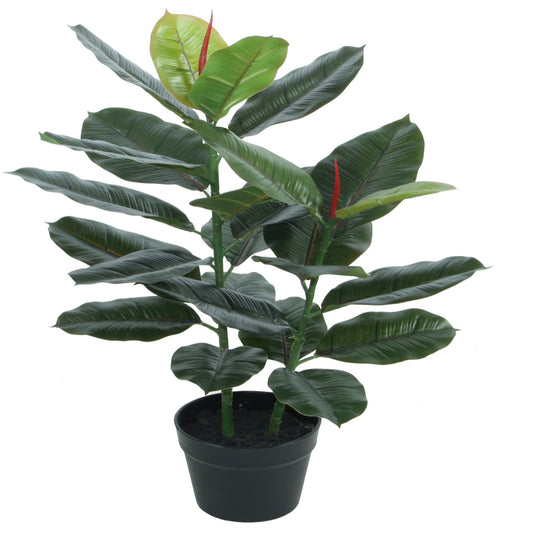 Ficus Elastica -  Variegated