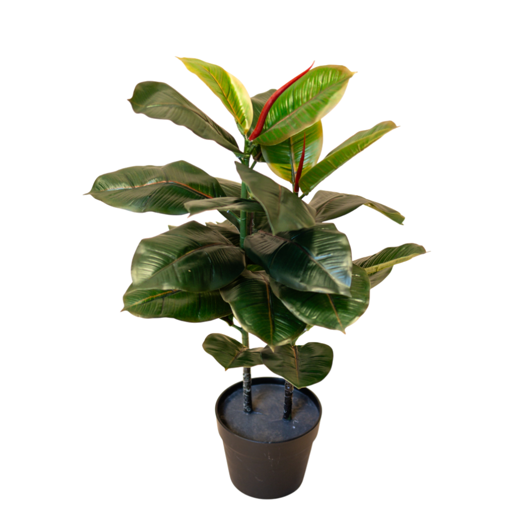 PTT119 Ficus Elastica - Variegated 2'3"H PK 1