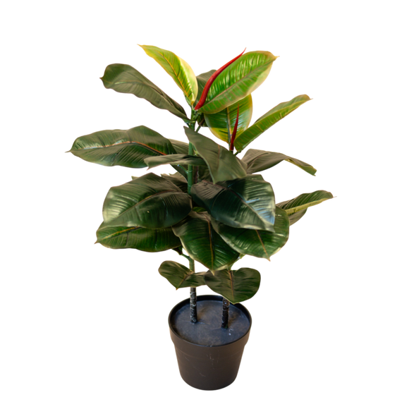 PTT119 Ficus Elastica - Variegated 2'3"H PK 1