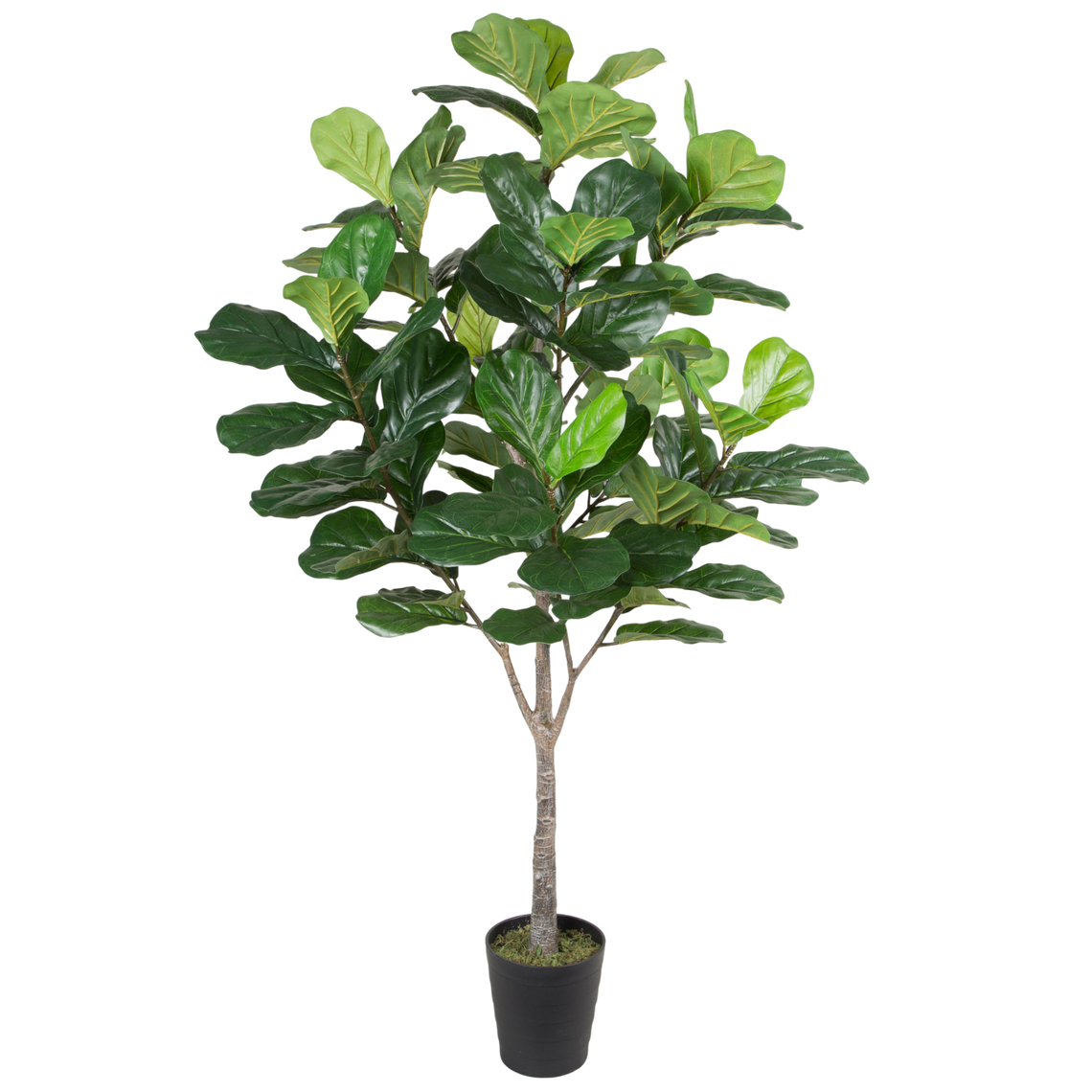 PTT120 Fiddle Leaf Tree 6'H PK 1