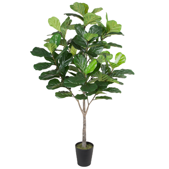 PTT120 Fiddle Leaf Tree 6'H PK 1