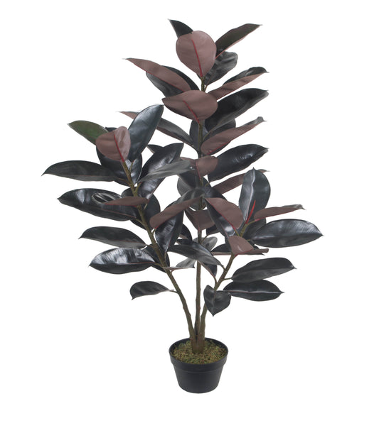 Rubber Plant