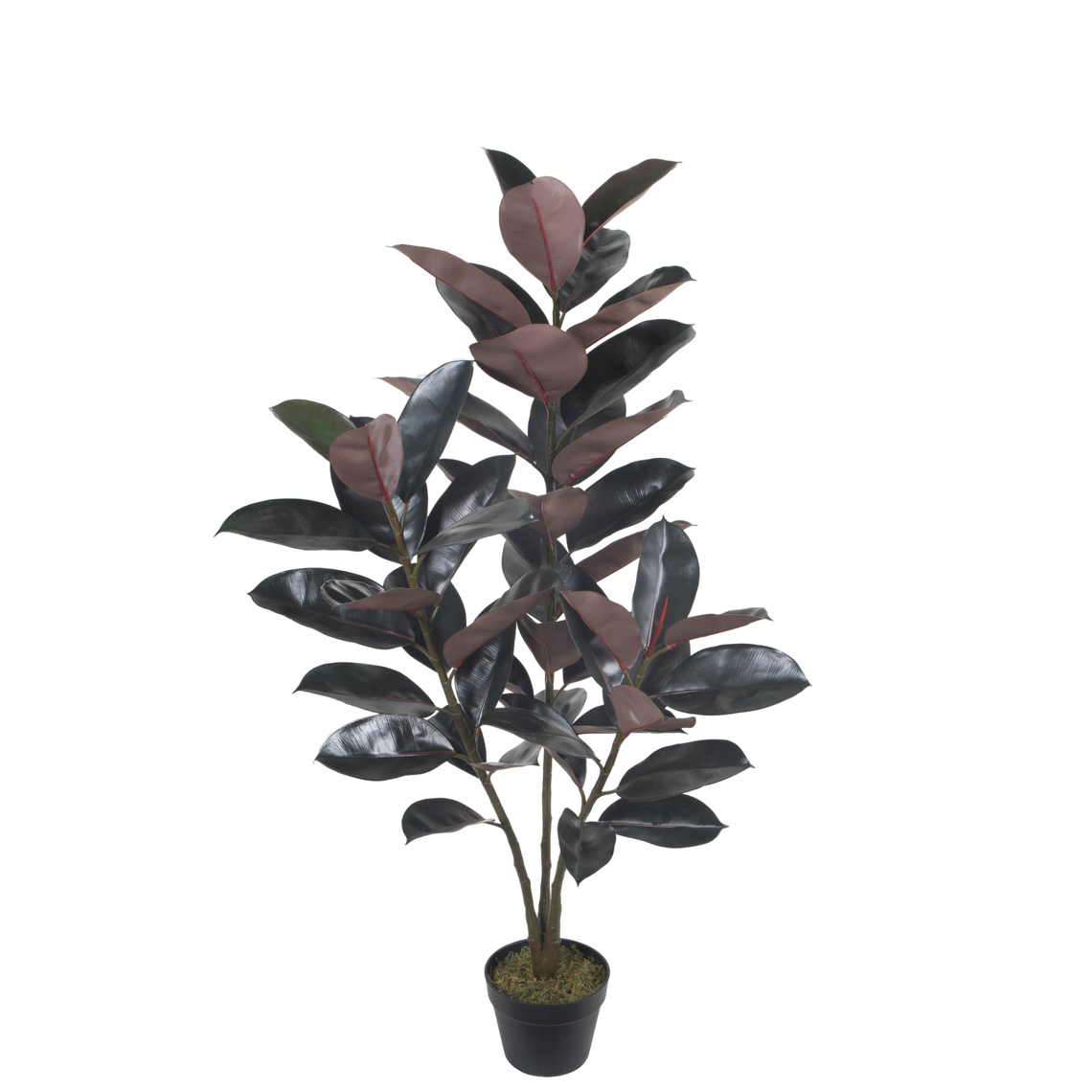 PTT121 Rubber Plant 4' PK 1