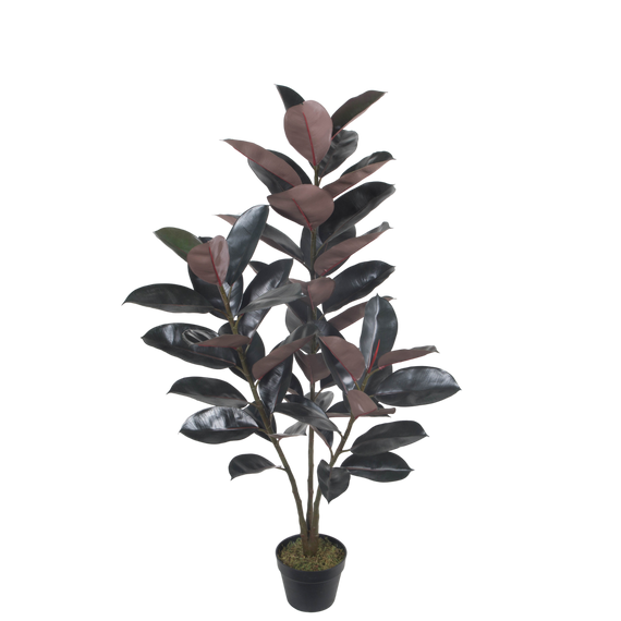 PTT121 Rubber Plant 4' PK 1