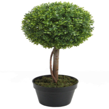 Boxwood Single Topiary 2'