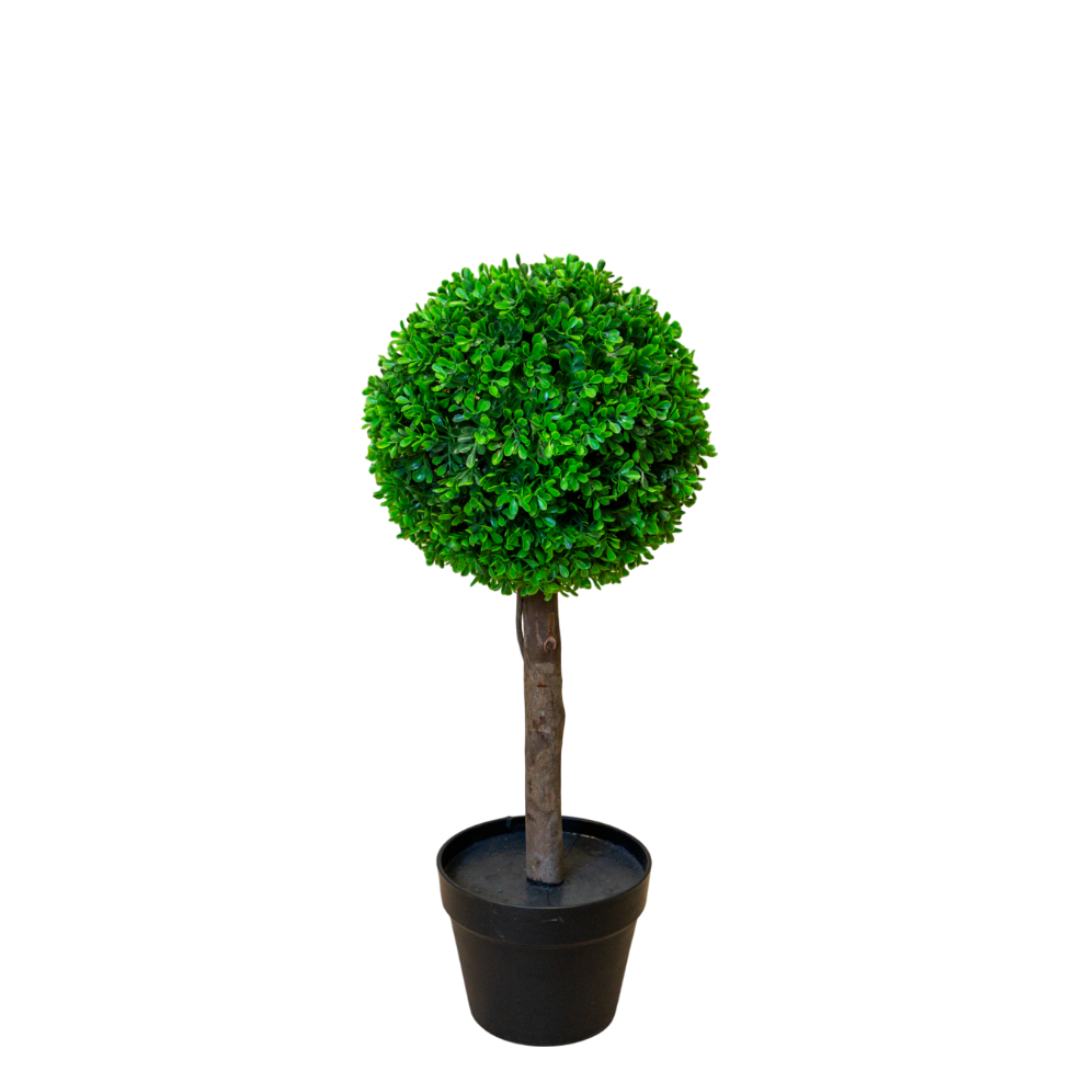 PTT122 Boxwood Single Topiary 2'H PK 2