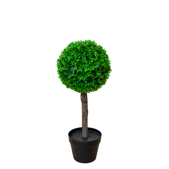 PTT122 Boxwood Single Topiary 2'H PK 2