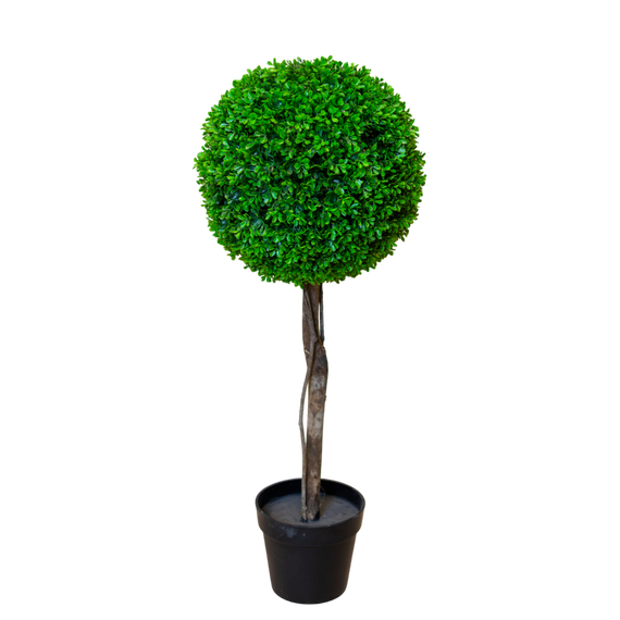 PTT123 Boxwood Single Topiary 3'H PK 1