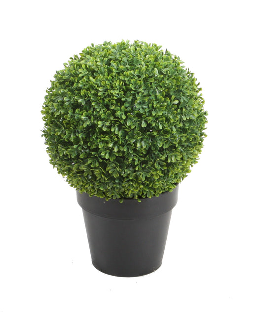 Boxwood Single Ball