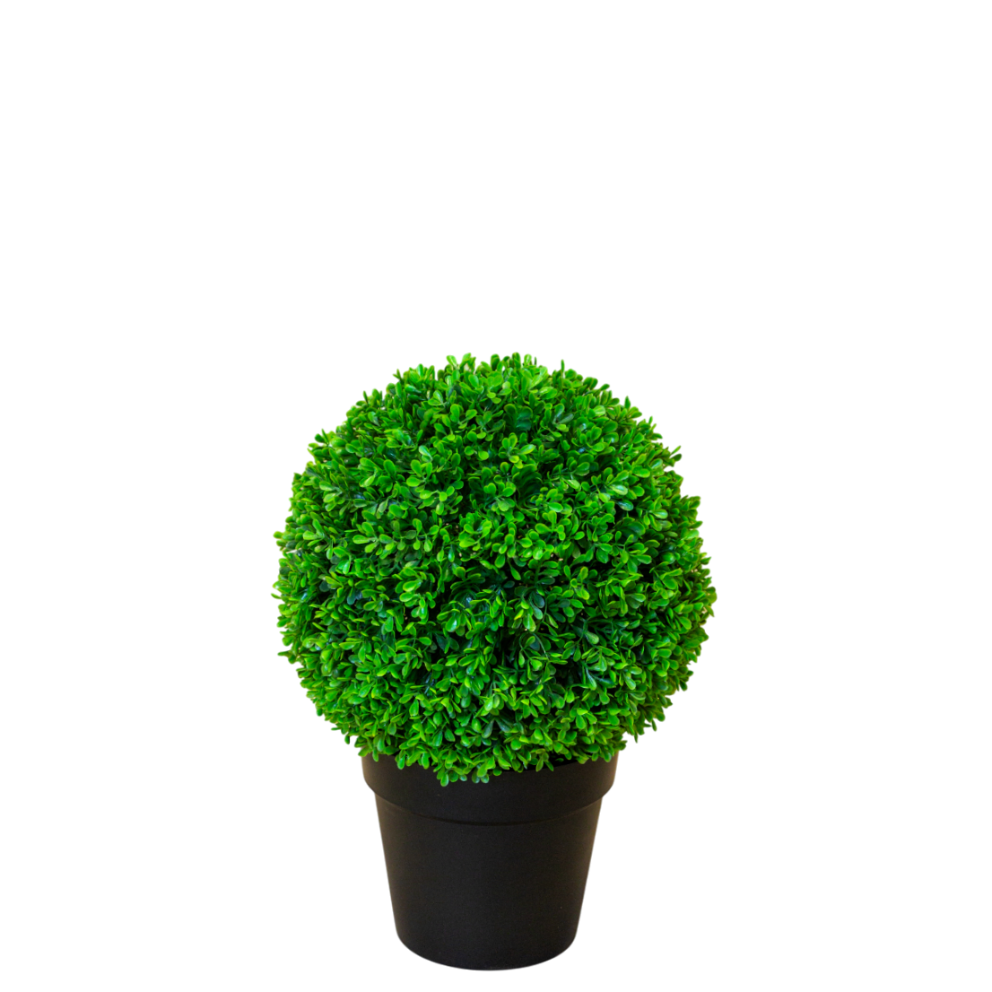 PTT124 Boxwood Single Ball 1.5'H PK 1