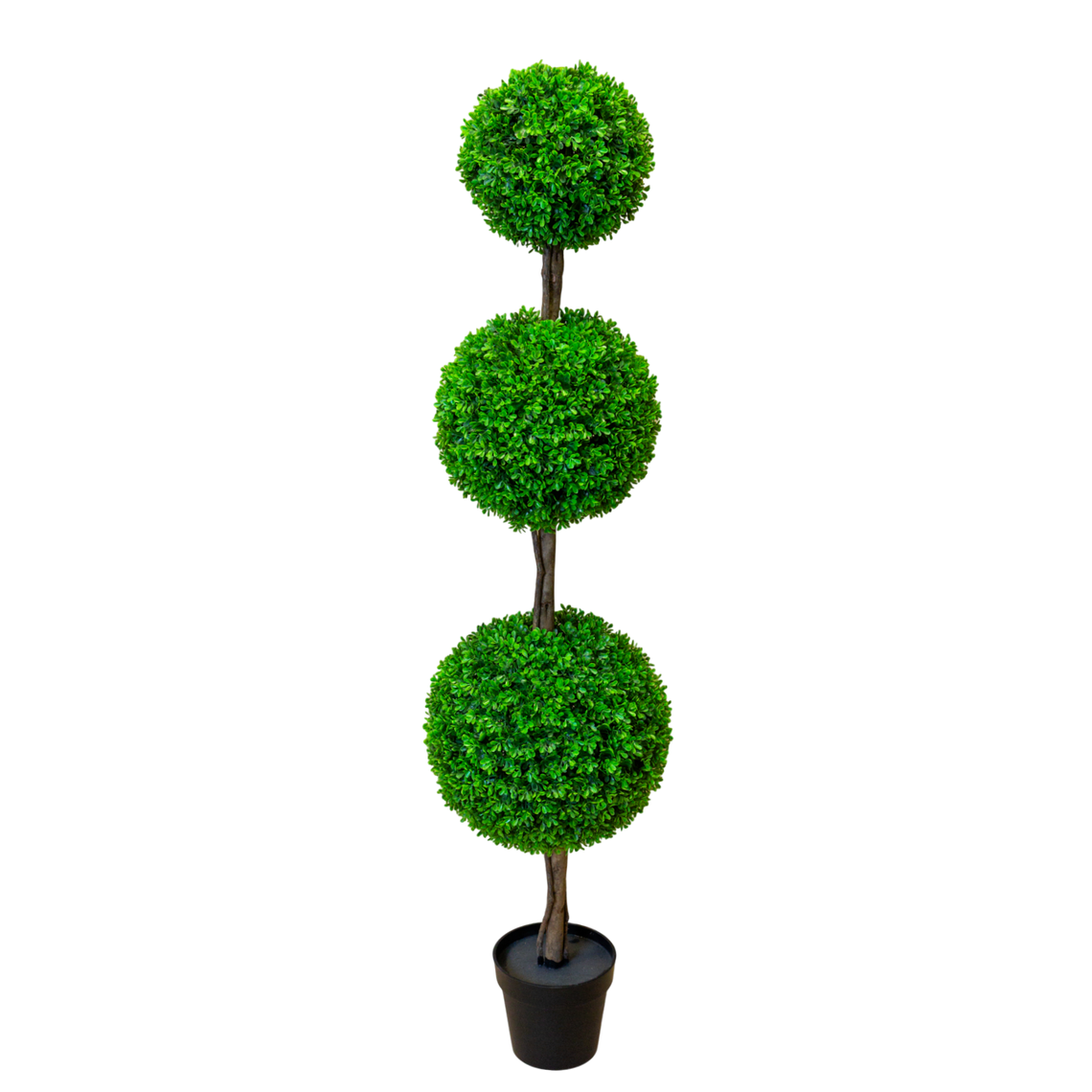 PTT126 Boxwood Triple Topiary 5'H PK 1