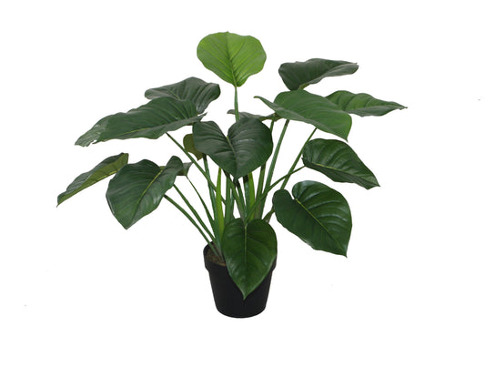 Pothos