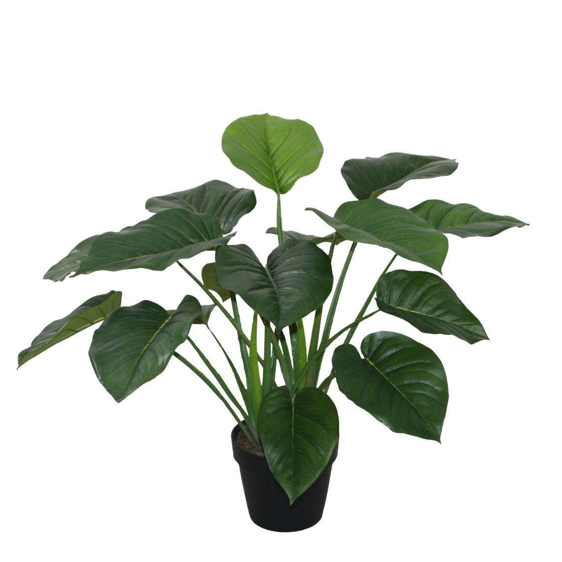 PTT127 Pothos 21.5"H PK 2