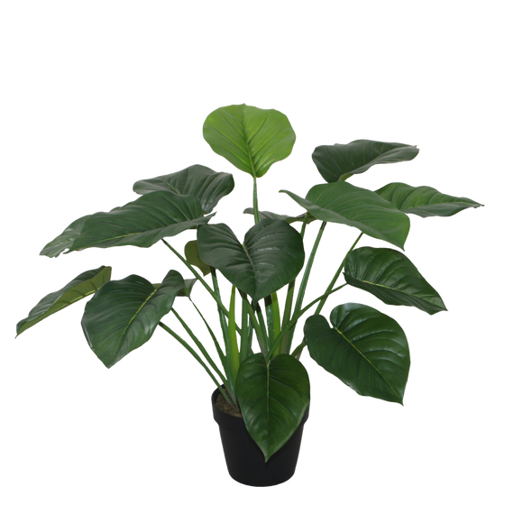 PTT127 Pothos 21.5"H PK 2