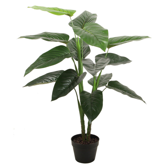 Philodendron