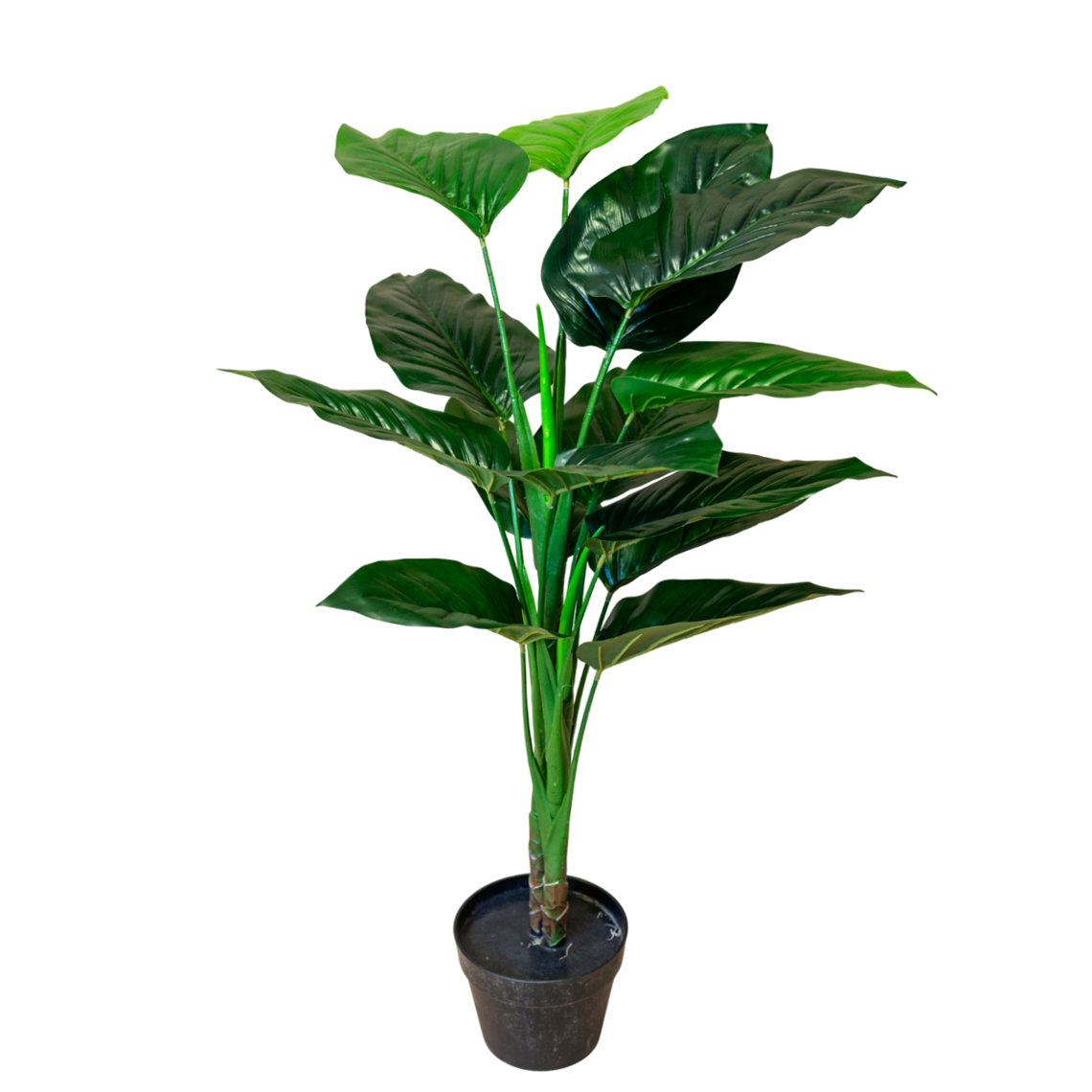 PTT128 Philodendron 3'4"H PK 2