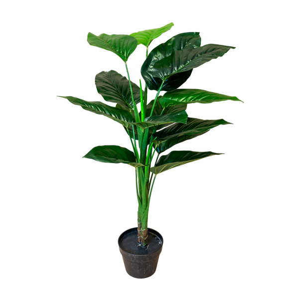PTT128 Philodendron 3'4"H PK 2