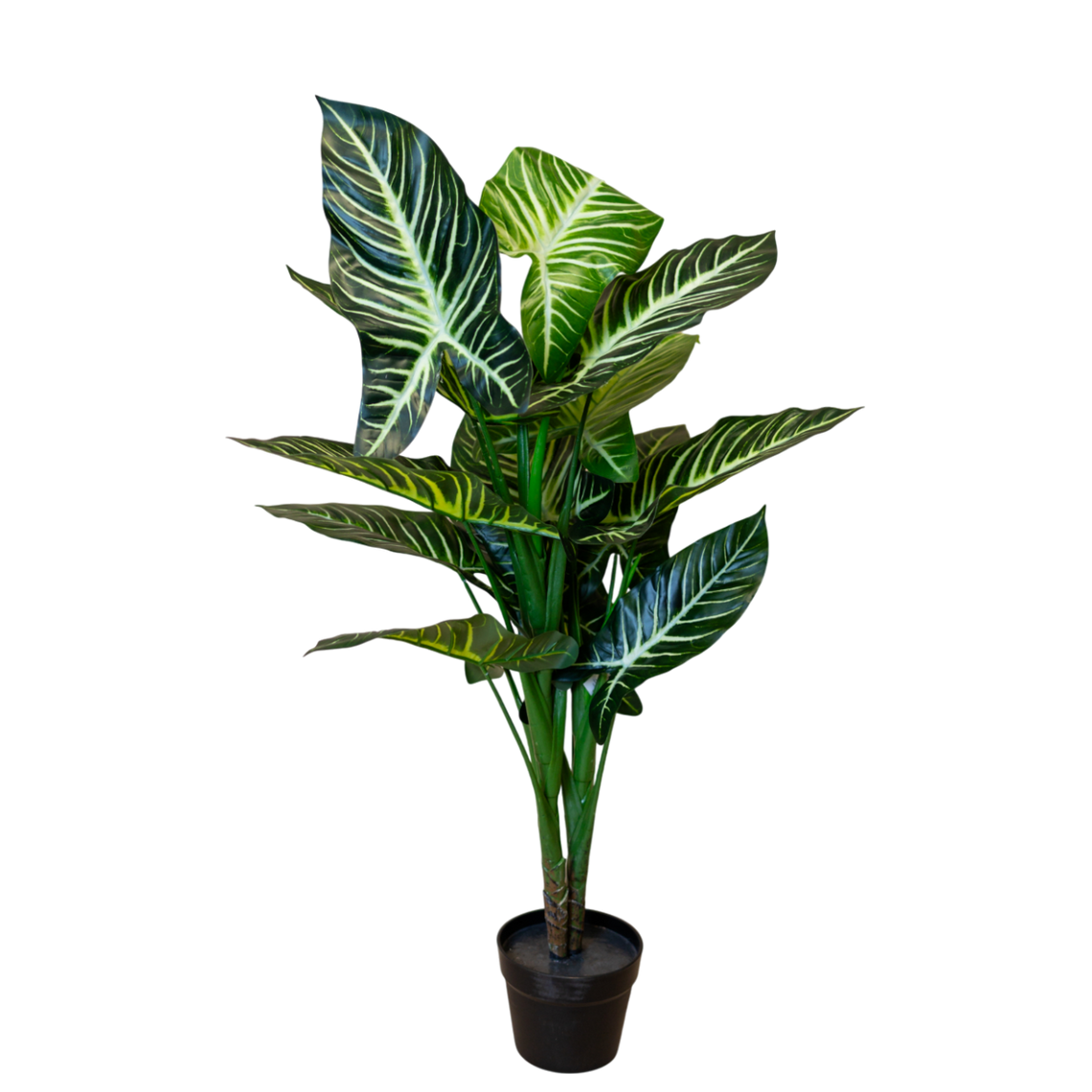 PTT129 Caladium Lindenii 3.5'H PK 2