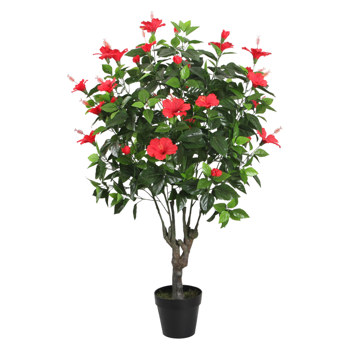 PTT130 Hibiscus 4.3'H PK 1