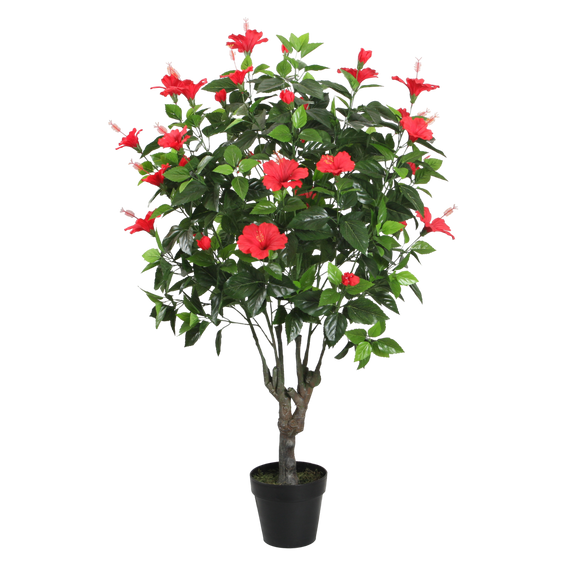 PTT130 Hibiscus 4.3'H PK 1