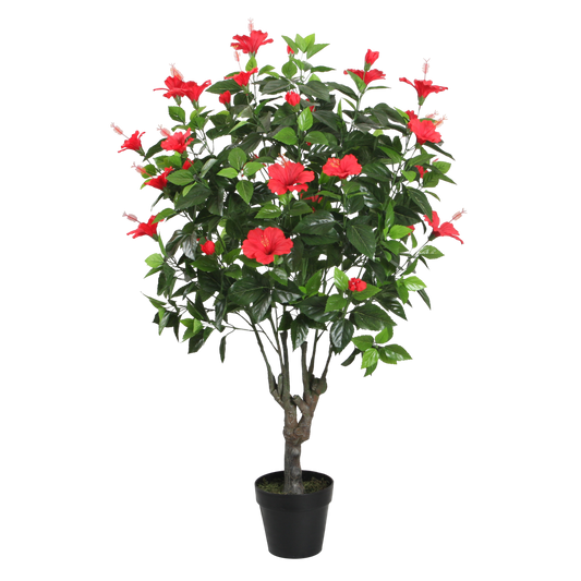 PTT130 Hibiscus 4.5' PK 1