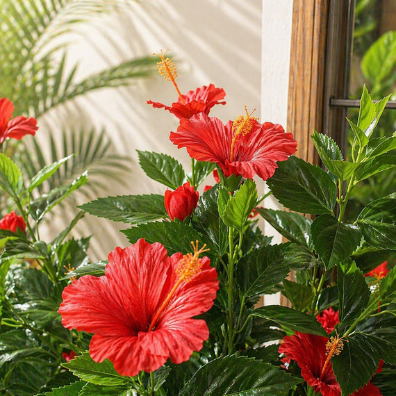 PTT130 Hibiscus 4.3'H PK 1