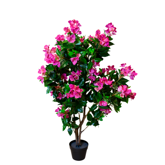 PTT131 Bougainvillea 4.5' PK 1